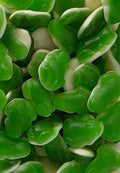 Grenouilles vertes